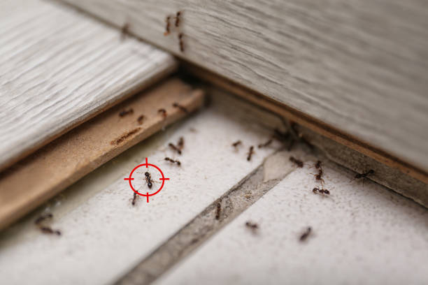 Best Pest Control for Homes  in Fairland, MD