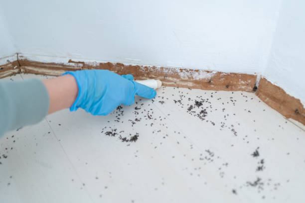 Best Flea Control Services  in Fairland, MD